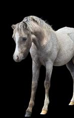 Welsh -A pony`s en  veulens, Niet van toepassing, 0 tot 2 jaar, B pony (1.17m tot 1.27m), Meerdere dieren