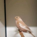 Koppel goudvinken pastel x wildkleur, Dieren en Toebehoren, Vogels | Overige Vogels