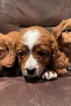 Cavapoo pups, cavapoo x toy poedel nog 1 reutje beschikbaar, Dieren en Toebehoren, Honden | Chihuahua's en Gezelschapshonden, Parvo