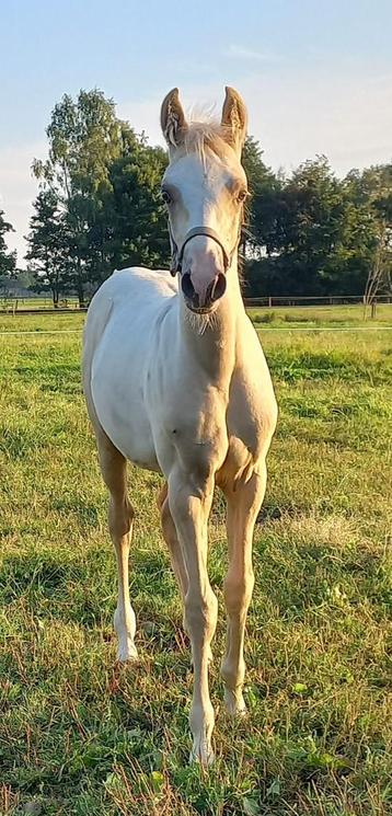 Super NRPS D pony palomino hengstveulen beschikbaar voor biedingen