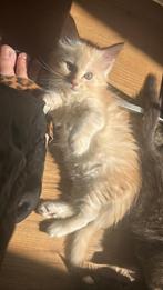 Laatste!! Mooie main coon kitten met stamboom, Dieren en Toebehoren, Katten en Kittens | Raskatten | Langhaar, Meerdere dieren