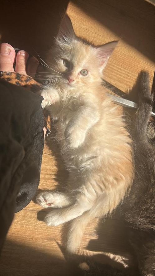 Laatste!! Mooie main coon kitten met stamboom, Dieren en Toebehoren, Katten en Kittens | Raskatten | Langhaar, Meerdere dieren