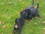 Rottweiler pups, Parvo, Overige rassen, 8 tot 15 weken, Meerdere