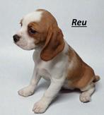 Cavalier King Charles Spaniel .. .. ..  ..(outcross), Parvo, Nederland, Overige rassen, 8 tot 15 weken