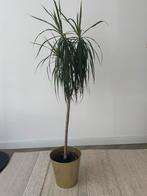 Kamerplant Dracaena, Ophalen of Verzenden, Overige soorten