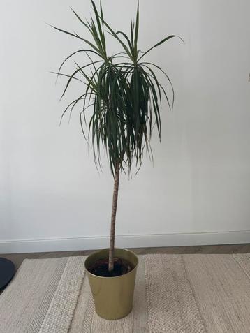 Kamerplant Dracaena beschikbaar voor biedingen