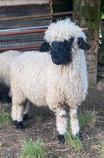 Walliser schwarznase ooilam, Dieren en Toebehoren, Vrouwelijk, Schaap, 0 tot 2 jaar