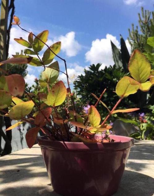 Vintage bloempot bordeauxrode rode kom schaal bio planten, Tuin en Terras, Bloempotten, Gebruikt, Terracotta, Binnen, Minder dan 40 cm