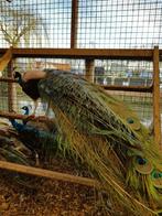 Pauwen | Volwassen hanen | Meerdere soorten beschikbaar!, Dieren en Toebehoren, Pluimvee, Mannelijk, Overige soorten