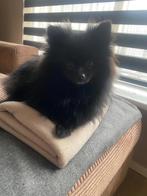 Pomeriaan mini donkerbruin (te koop), Dieren en Toebehoren, Honden | Poolhonden, Keeshonden en Oertypen, Keeshond, 15 weken tot 1 jaar