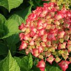 Hydrangea M. Leuchtfeuer | Boerenhortensia | Chemievrij, Ophalen of Verzenden, Hortensia, Struik, Minder dan 100 cm