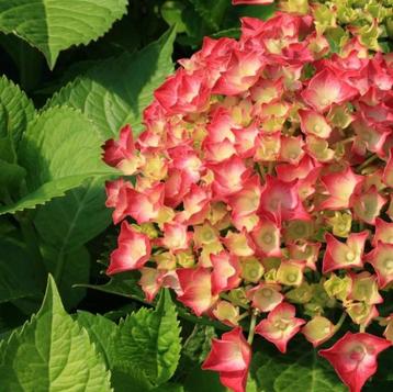 Hydrangea M. Leuchtfeuer | Boerenhortensia | Chemievrij beschikbaar voor biedingen