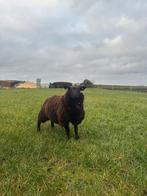 Dekrammen, Dieren en Toebehoren, Schapen, Geiten en Varkens, Mannelijk, Schaap