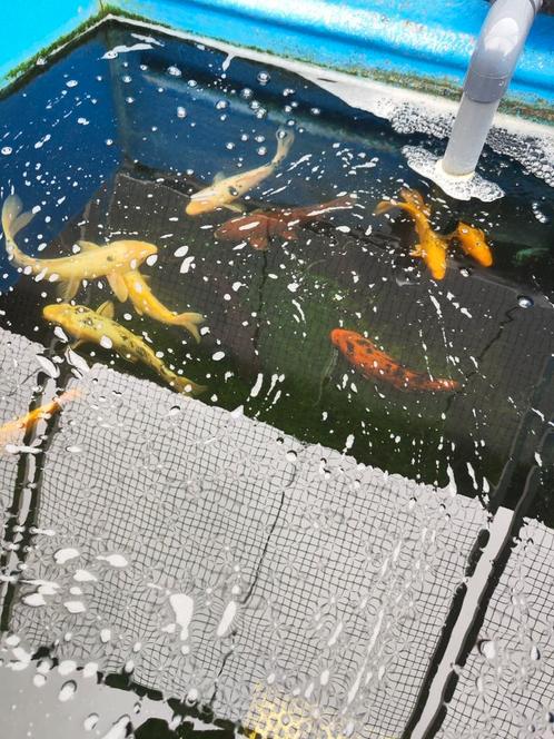 Euro koi 30-35 cm 65 euro pst desgewenst bezorgd aan huis, Dieren en Toebehoren, Vissen | Vijvervissen, Karper of Koi