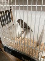 5 kanaries, Dieren en Toebehoren, Vogels | Kanaries, Mannelijk, Kleurkanarie