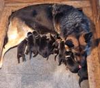 Duitse herder pups met rechte rug, Dieren en Toebehoren, Honden | Herdershonden en Veedrijvers, 8 tot 15 weken, Meerdere, Meerdere dieren