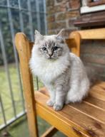 Lieve ragdoll poes, Dieren en Toebehoren, Poes, Gechipt, 0 tot 2 jaar