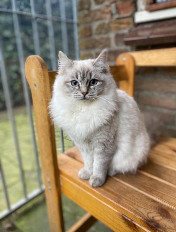 Lieve ragdoll poes, Dieren en Toebehoren, Katten en Kittens | Raskatten | Langhaar, Poes, 0 tot 2 jaar, Gechipt, Ontwormd