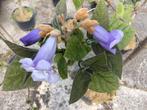 Boom/struik Paulownia tomentosa, Tuin en Terras, Planten | Bomen, Overige soorten, Minder dan 100 cm, Zomer, Ophalen