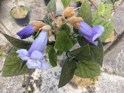 Boom/struik Paulownia tomentosa, Tuin en Terras, Planten | Bomen, Overige soorten, Minder dan 100 cm, Volle zon, Zomer, Ophalen