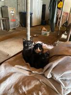 Kittens, Dieren en Toebehoren, Katten en Kittens | Overige Katten, Meerdere dieren, Kortharig, 0 tot 2 jaar
