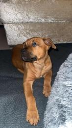 kruising Pitbull x Rottweiler, Ophalen, Honden