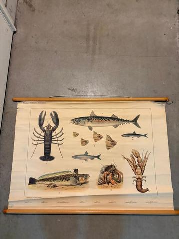 antieke schoolplaat – vissen beschikbaar voor biedingen