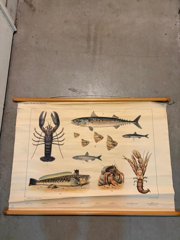 antieke schoolplaat – vissen, Antiek en Kunst, Antiek | Schoolplaten, Natuur en Biologie, Ophalen