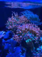 Anemonen rood met groen hart, Dieren en Toebehoren, Vis