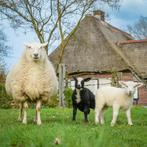 Bied aan schapen  scheren  en hoefverzorging, Verzorging