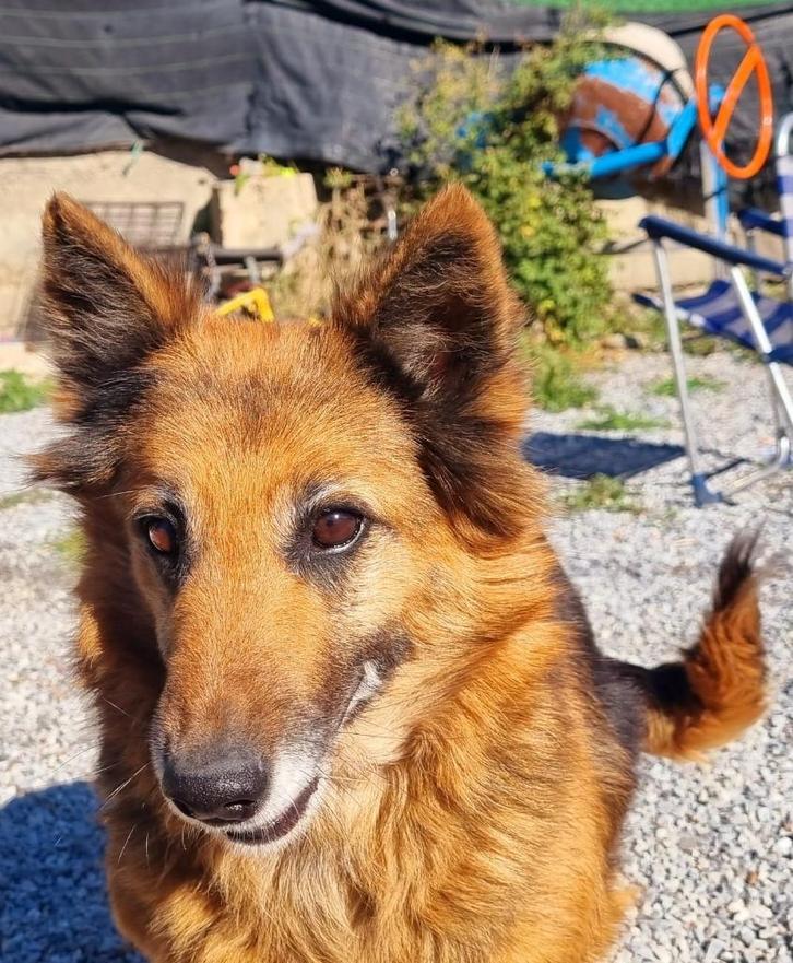 HzH-MIMI, klein herderdametje zoekt warm thuis, Dieren en Toebehoren, Honden | Herdershonden en Veedrijvers, Teef, Herder, Particulier