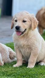 Knape golden retriever pups, Golden retriever, Nederland, 8 tot 15 weken, Meerdere