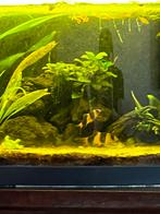 Clown Botia, Dieren en Toebehoren, Vissen | Aquariumvissen, Vis
