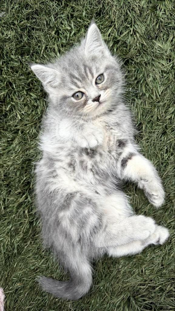 Kitten | British Shorthair / Europese Korthaar, Dieren en Toebehoren, Katten en Kittens | Raskatten | Korthaar, Kater, 0 tot 2 jaar