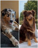 PUPS  verwacht 18-3 australische herder, australian shepherd, 8 tot 15 weken, Meerdere, Meerdere dieren, Herder
