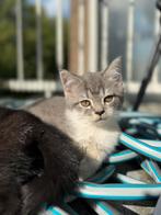 Britse korthaar x cypers kittens te koop, Dieren en Toebehoren, Katten en Kittens | Raskatten | Langhaar, Meerdere dieren, Ontwormd