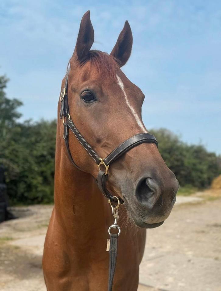 Pensioenplek gezocht, Dieren en Toebehoren, Stalling en Weidegang, Stalling, 1 paard of pony
