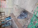Wyandot Hen krielkip, Dieren en Toebehoren, Pluimvee, Vrouwelijk, Kip