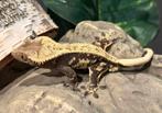 Wimpergekko proven man, Hagedis, Tam, 0 tot 2 jaar