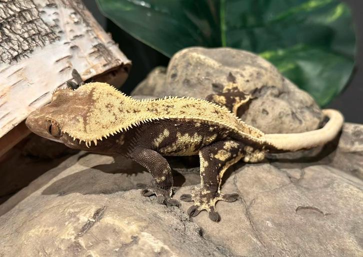 Wimpergekko proven man, Dieren en Toebehoren, Reptielen en Amfibieën, Hagedis, 0 tot 2 jaar, Tam