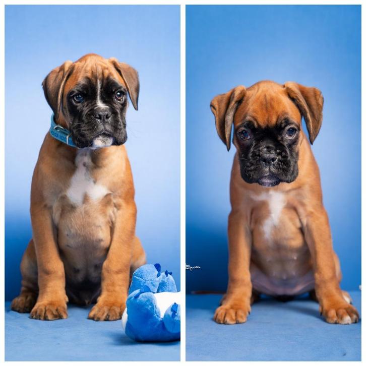Duitse boxer pups jongen en meisje, Dieren en Toebehoren, Honden | Bulldogs, Pinschers en Molossers, Meerdere dieren, Overige rassen