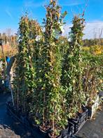 Toscaanse Jasmijn - Trachelospermum jasminoides 150cm, Ophalen of Verzenden, Overige soorten, Struik, 100 tot 250 cm