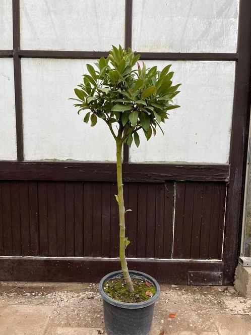 Tekoop : laurier op stam potgekweekt, Tuin en Terras, Planten | Tuinplanten, Overige soorten, Halfschaduw, Zomer, Ophalen