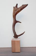 DAMHERT GEWEI op houten sokkel - ref. E, Ophalen of Verzenden, Nieuw, Hert, Gewei of Kop