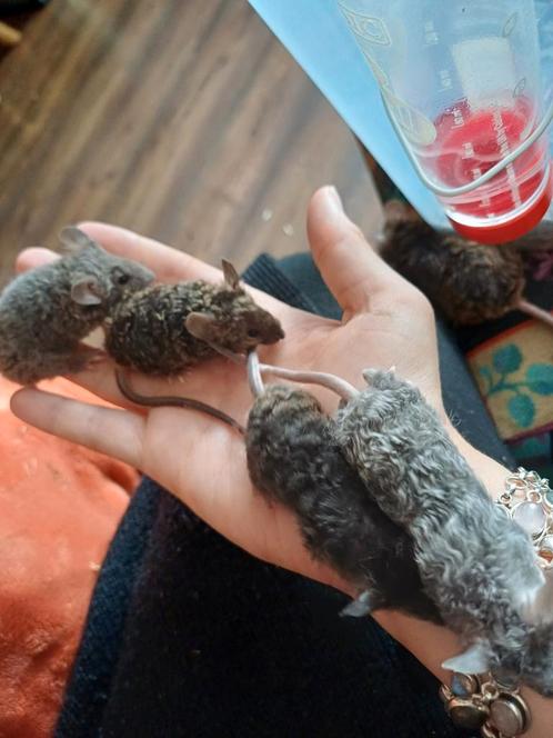 Texel kleurmuisjes, Dieren en Toebehoren, Knaagdieren, Vrouwelijk, Muis, Juli, Tam