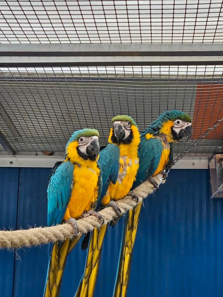 Blauw gele ara, pop, natuurbroed, Dieren en Toebehoren, Vogels | Parkieten en Papegaaien, Papegaai, Vrouwelijk, Geringd