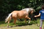 Zeer mooie Andalusier palomino dame., Dieren en Toebehoren, Merrie, Dressuurpaard, Zadelmak, 3 tot 6 jaar