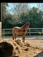 Lieve grote fokmerrie/coaching/weidemaatje, Dieren en Toebehoren, Merrie, 175 cm of meer, Z, Gechipt