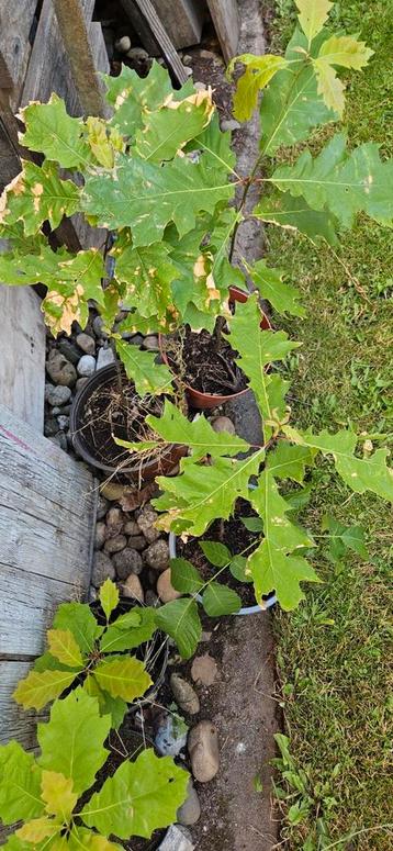 5 amerikaanse eiken 5 walnoten bomen beschikbaar voor biedingen