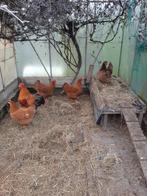 4 hennen, Dieren en Toebehoren, Pluimvee, Meerdere dieren, Kip